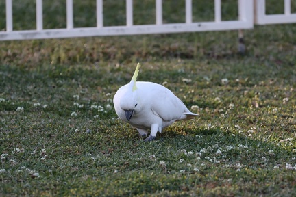IMG 1553