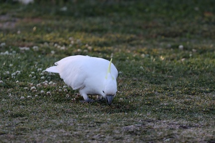 IMG 1571
