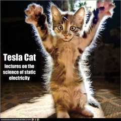 cat-i-can-has-cheezburger-kitten-nikola-tesla-science-5240579840