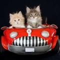kittens-in-car